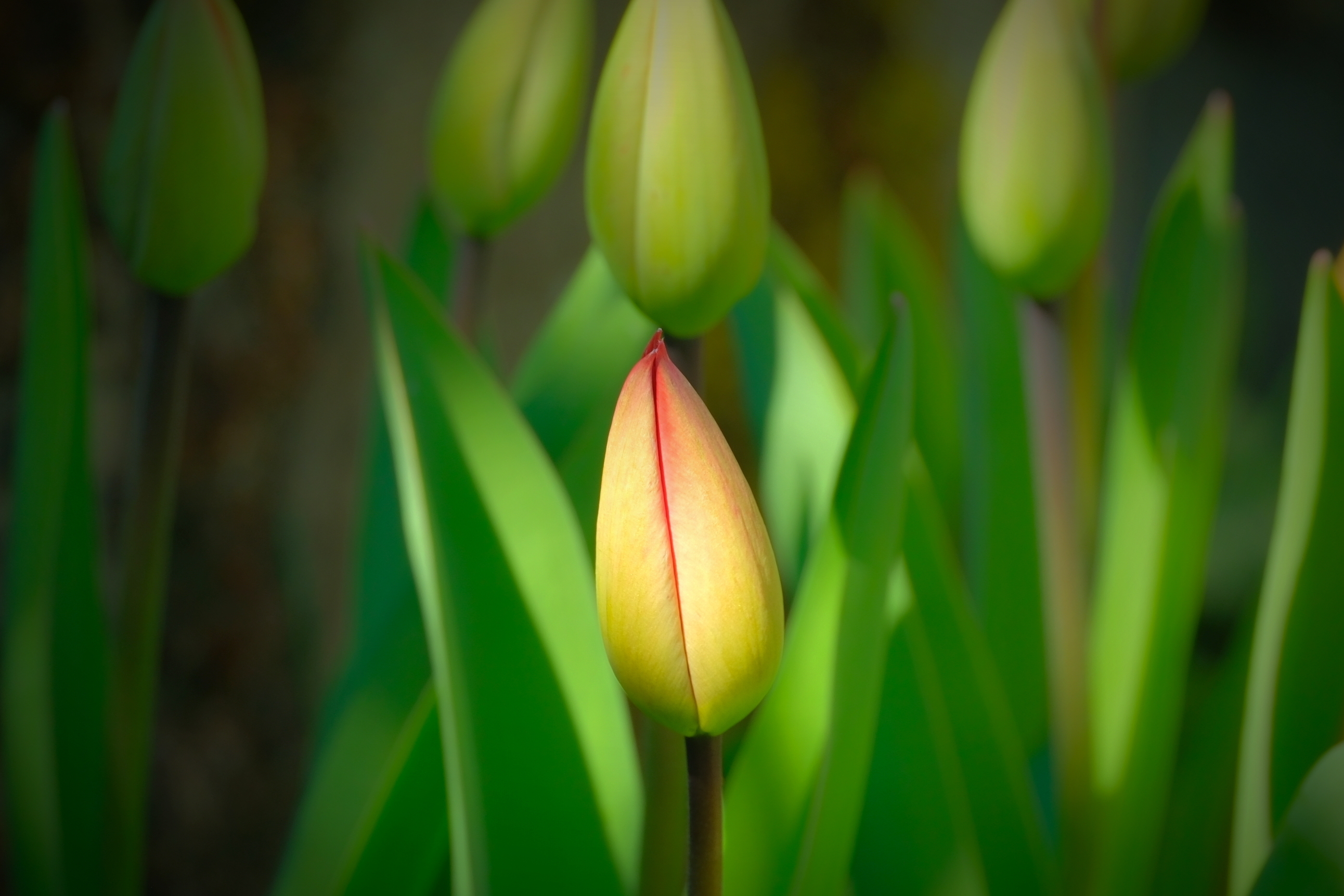 Tulpen.jpg