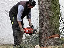 Baum wird gef&auml;llt